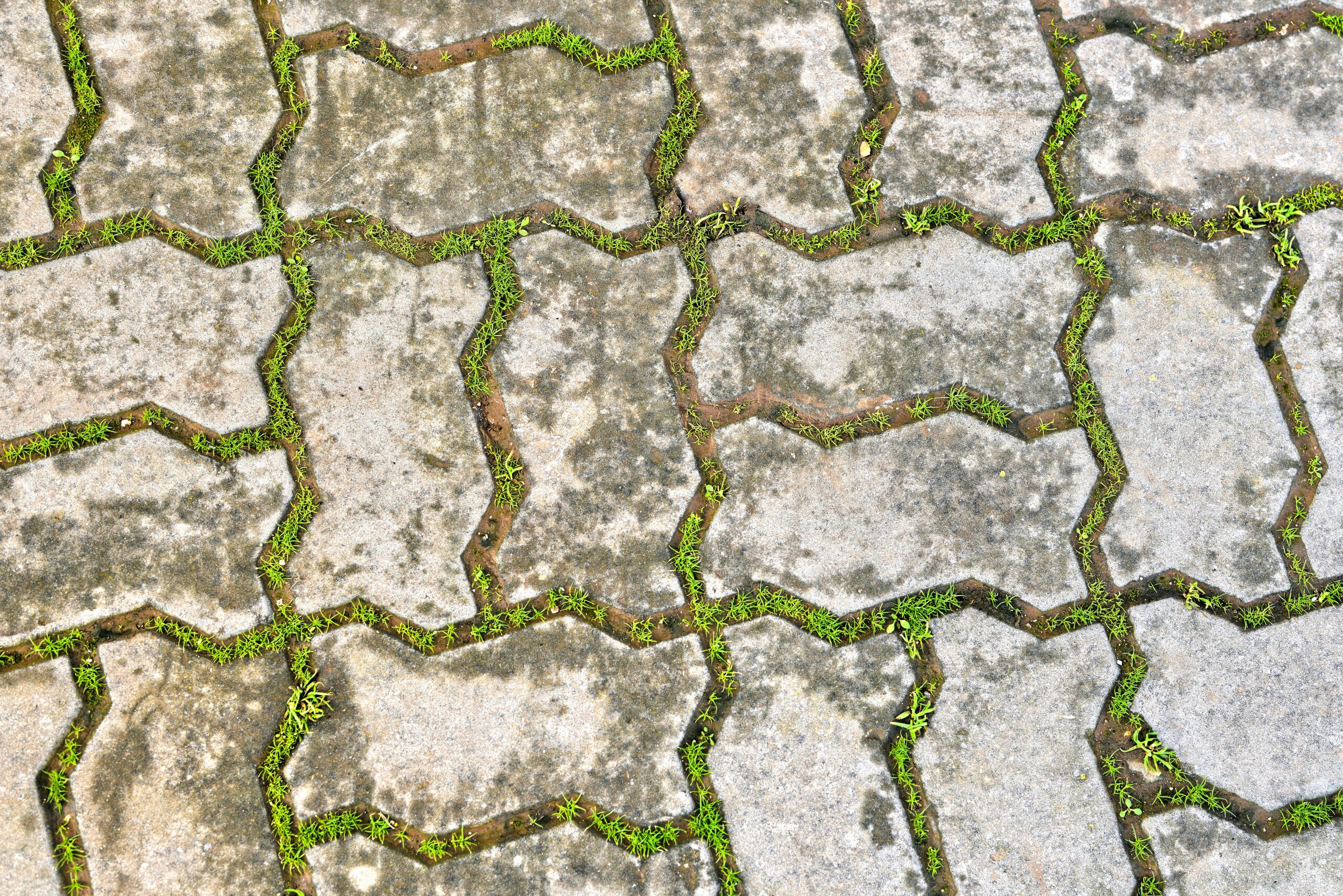 Close-up view of interlocking concrete pavement blocks with grass growing between them, Fès, Morocco.